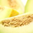 Galia Melons