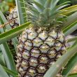 Pineapples